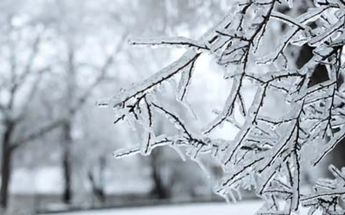 Frost-covered tree branches in a winter landscape, with ice-coated twigs in sharp focus and bare trees blurred in the snowy background